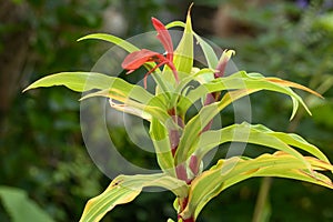 Ginger orchid Roscoea purpurea Red Ghurka, red flowering plant