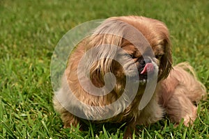 Ginger Pekingese Puppy Dog Licking Her Nose