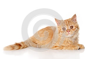 Ginger Persian kitten