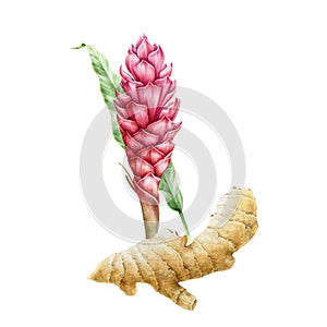 Ginger pink flower with root watercolor illustration. Spicy turmeric plant botanical image. Hand painted single ginger  flower.