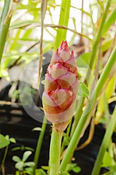 Ginger Plant Flower Head