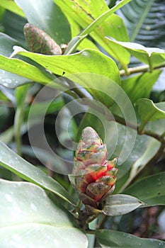 Ginger Plant Flower Tropical Forest Leaves