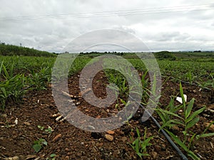 Ginger  plot based on orgaic manual and top resulted action