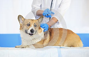 ginger puppy dog Corgi lies on the table have doctor veterinarian in clinic during injection and vaccination