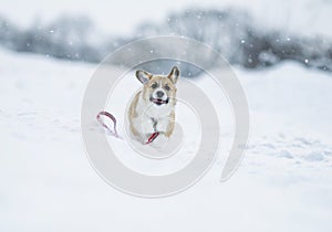 ginger puppy dog Corgi runs on the white snow in the Park in winter for a walk running away with a leash