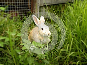 Ginger rabbit eating grass