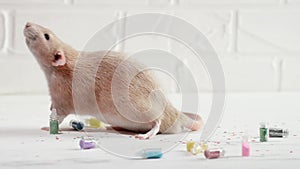 Ginger rat dambo sits on white floor among bottles with colored sparkles and washes his face, stomach. New Year cleaning