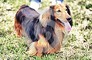 Ginger red and black german badger dog