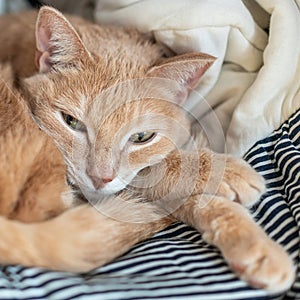 Ginger Red Cat Close Up