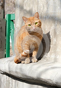 Ginger, red cat looking straight to the camera,  funny cat relaxing in the street