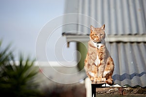 Ginger red tabby cat sitting relaxed on a tin roof against a blue sky.