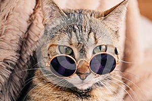 Ginger red cat in sunglasses against a brown plaid.