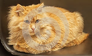 Ginger red fluffy long-haired cat