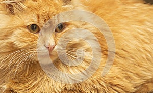 Ginger red fluffy long-haired cat