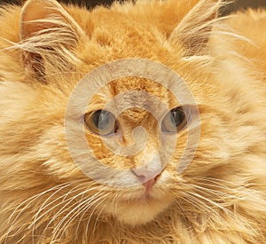 Ginger red fluffy long-haired cat
