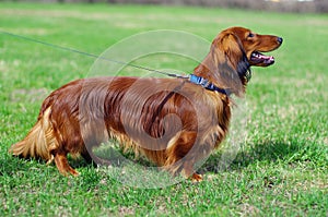 Ginger red german badger dog