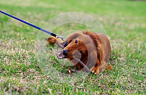 Ginger red german badger dog on the walk