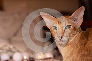 Ginger red oriental cat with clear green eyes