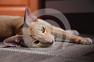 Ginger red oriental cat with clear green eyes
