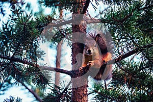 Ginger red squirrel on pine tree branches in autumn forest