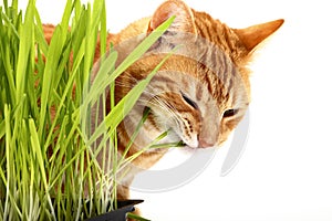 Ginger red tabby cat eating cat grass