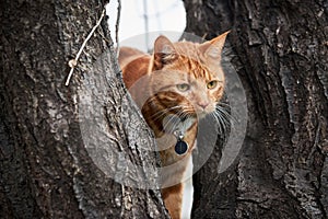 Ginger red tabby cat in a tree with long white whiskers up in a tree.