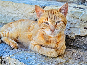 Ginger Rescue Ally Cat Sitting on Stone Wall