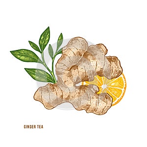 Ginger root, citrus and tea illustration. Vintage style. Vector illlustration