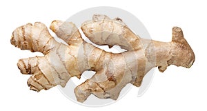 Ginger root close-up on white. Top view