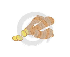 Ginger root illustration