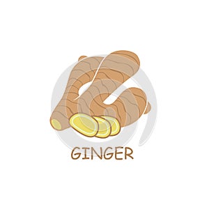 Ginger root illustration