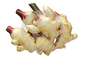 Ginger root with new sprouts