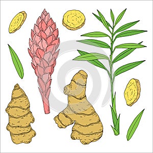 Ginger. Root, plant and flower. Hand drawn vector sketch