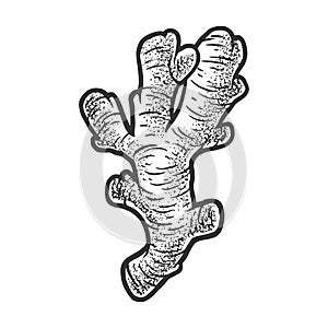 ginger root sketch vector illustration