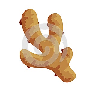 Ginger root. Spice flavor food. Spicy ingredient flat icon. Asian aroma medicine herb