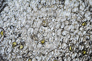 A ginger root under the light microscope photo