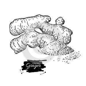 Ginger root vector hand drawn illustration. Root and powder hea