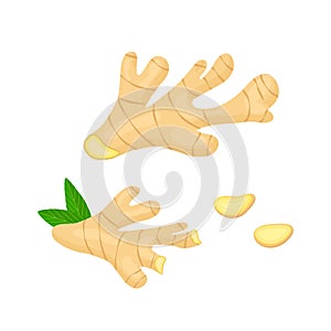 Ginger Root vector illustration with pieces of ginger