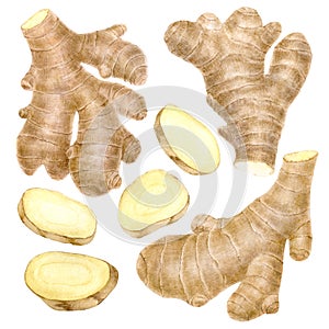 Ginger root on white background,raw material for cooking and baking. Sliced and whole root spice.Gingerbread ingredient