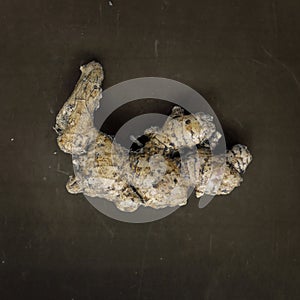 Ginger root, whole root piece on the dark background