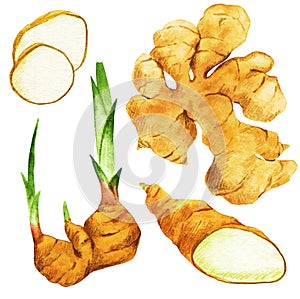Ginger, roots and slices. Hand drawn vector watercolor