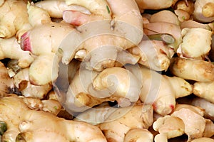 Ginger Roots, Zingiber officinale is marketed