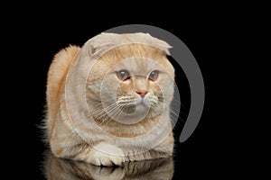 Ginger Scottish Fold Cat Lies isolated on Black