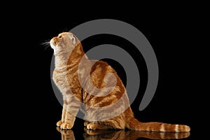 Ginger Scottish Fold Cat Sits and Looking up isolated on Black