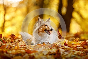 The ginger sheltie dog in autumn leaves