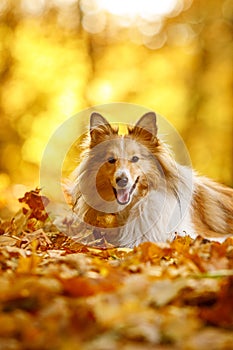 The ginger sheltie dog in autumn leaves