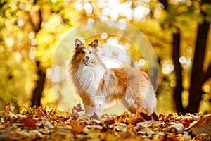 The ginger sheltie dog in autumn leaves