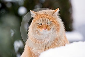 Ginger Siberian snowy cat