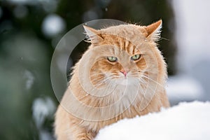 Ginger Siberian snowy cat