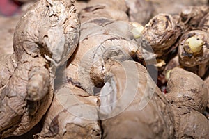 Ginger spice root - Zingiber officinale